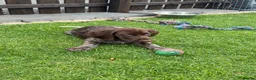 German Shorthaired Pointer dogs for sale: German Shorthaired Pointer Puppies  - Advert 8