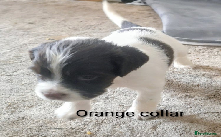 English Springer Spaniel dogs - Advert 14