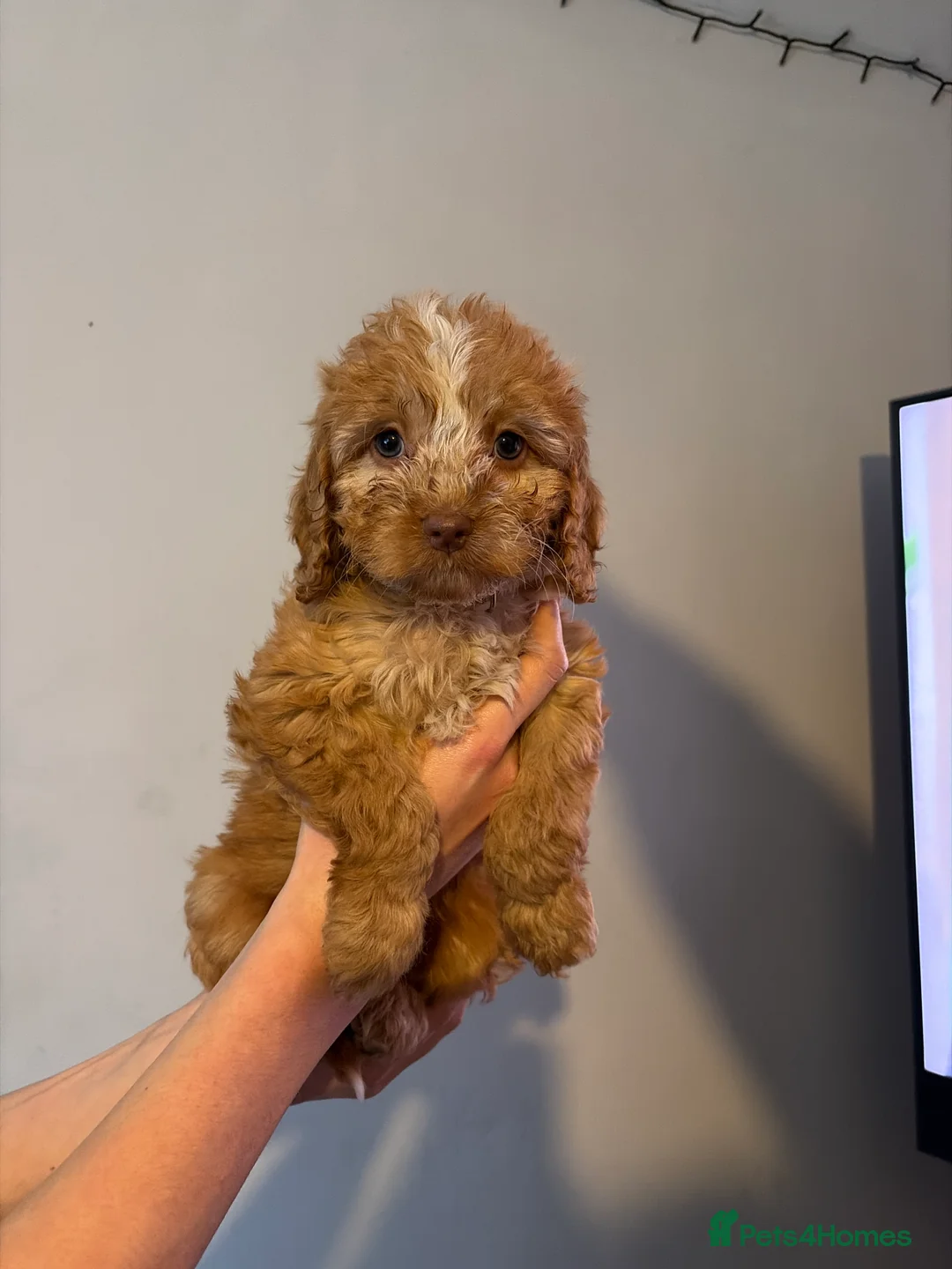 Cockapoo dogs for sale: Cockapoo pups  - Advert 15