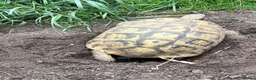 Tortoise reptiles for sale: Uk Bred Dalmatian Hermann tortoise - Advert 8