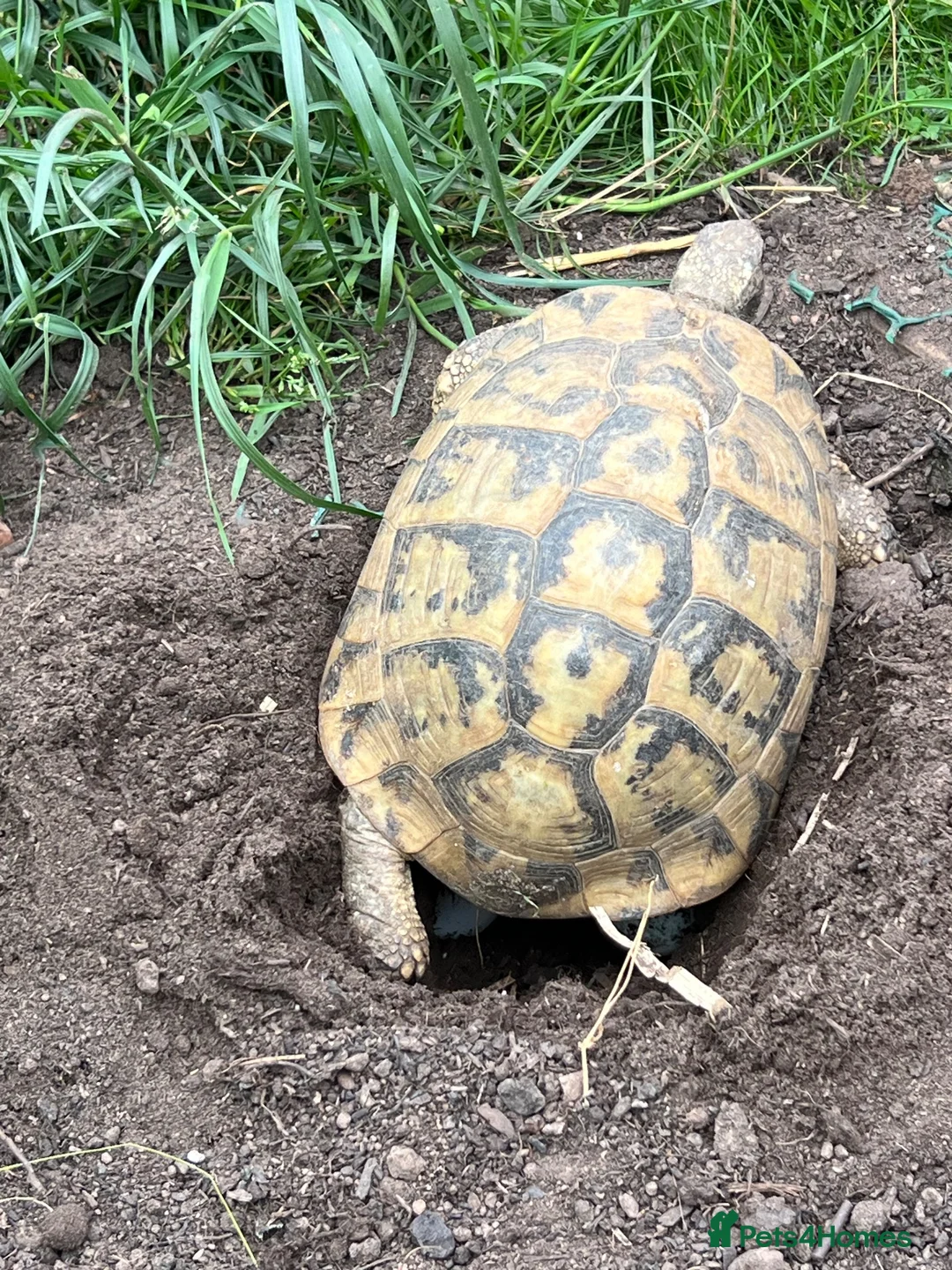 Tortoise reptiles for sale: Uk Bred Dalmatian Hermann tortoise - Advert 8