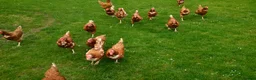 Chickens poultry for sale: Rescue Ex Commercial Laying Hens Chickens - Advert 6