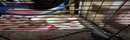 Rat rodents for sale: 2 young male rats  in Bridgwater - Advert 1