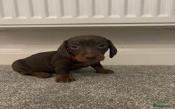 Dachshund dogs for sale: Miniature Dashunds  - Image 6