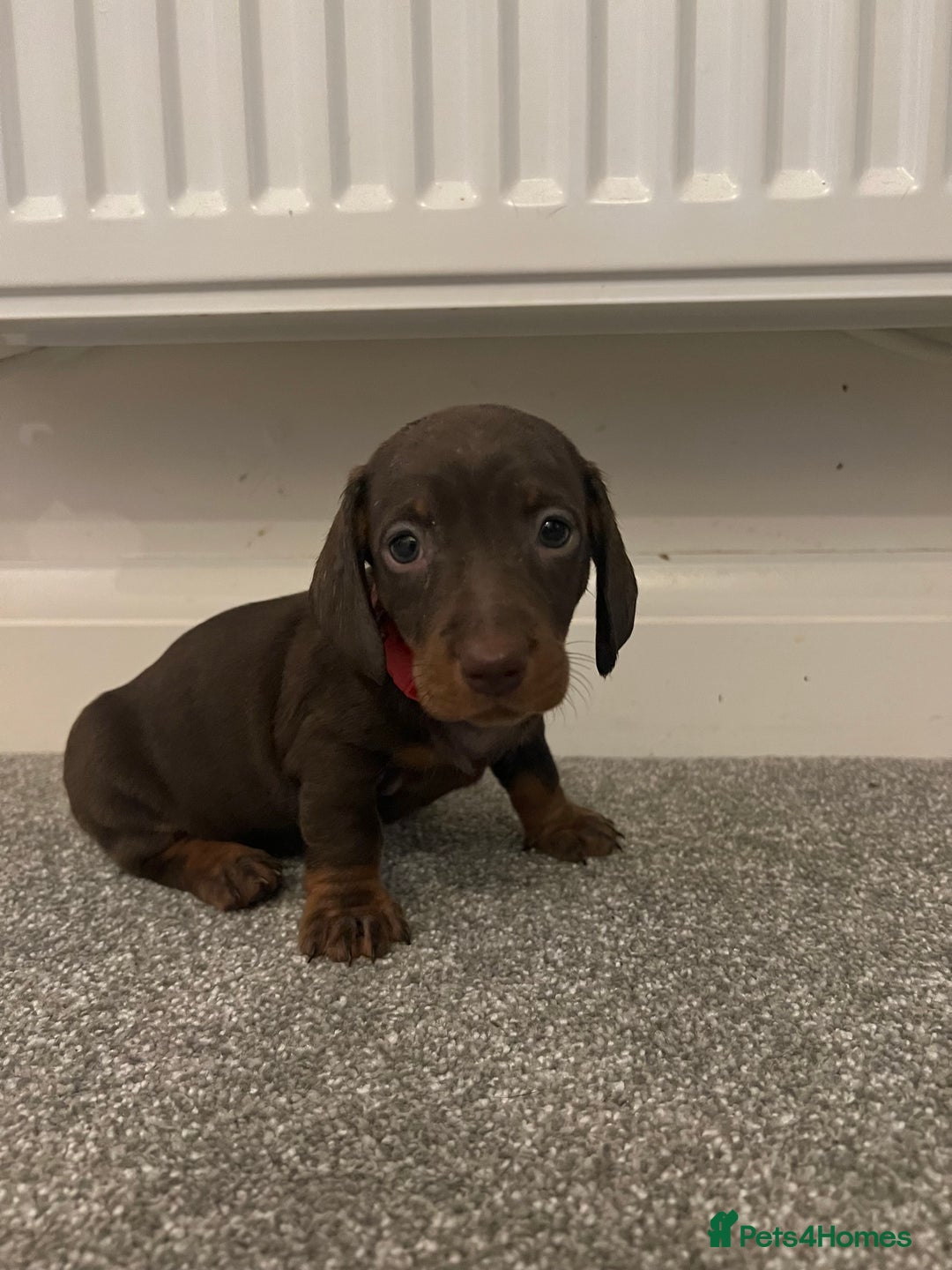 Dachshund dogs for sale: Miniature Dashunds  - Image 6