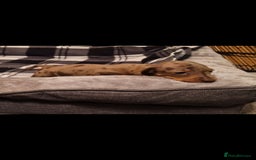 Dachshund dogs for sale: Gorgeous dashound puppies for sale  - Image 3
