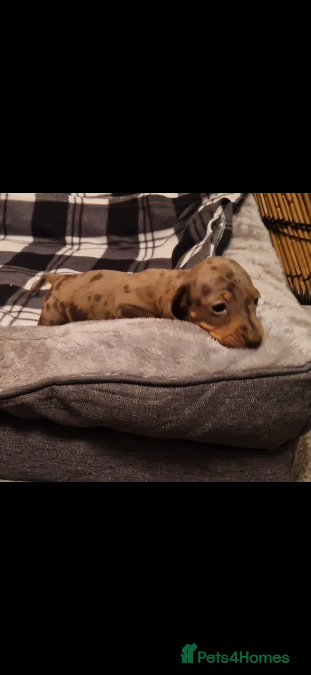 Dachshund dogs for sale: Gorgeous dashound puppies for sale  - Image 3
