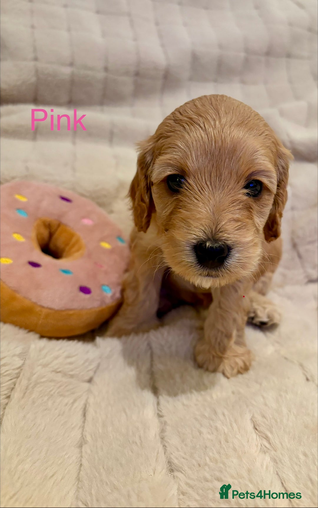 Cockapoo dogs for sale: Beautiful F2 Cockapoos - 5 boys left  - Advert 10
