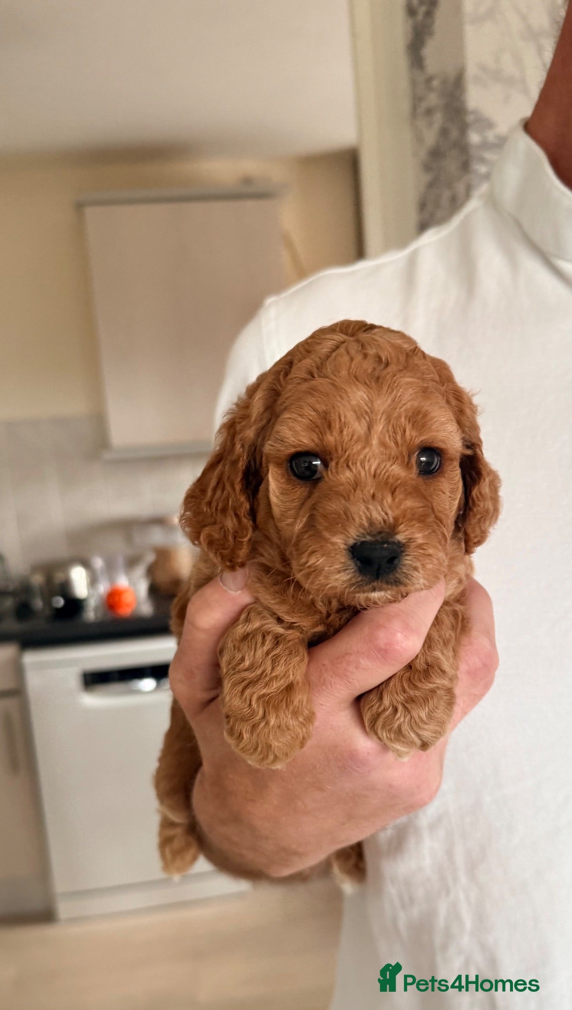 Cockapoo dogs Beautiful Cockapoo Puppies - Advert 12