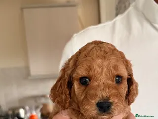 Cockapoo dogs Beautiful Cockapoo Puppies - Advert 1