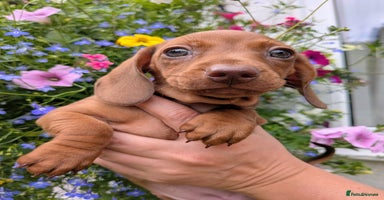 Miniature Dachshund dogs - Advert 2