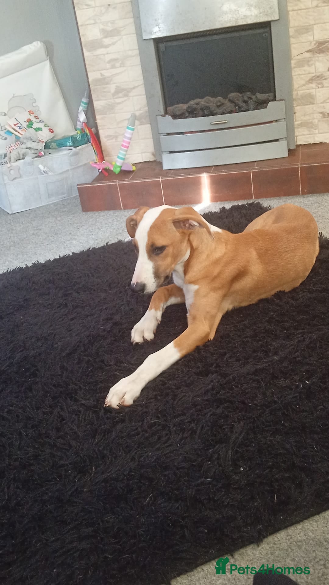 Mixed Breed dogs Staff cross saluki  - Advert 4
