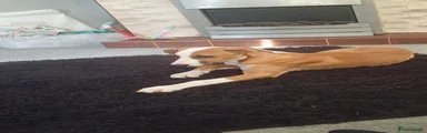 Mixed Breed 1