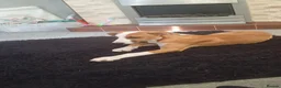Mixed Breed dogs for sale: Staff cross saluki  - Advert 1