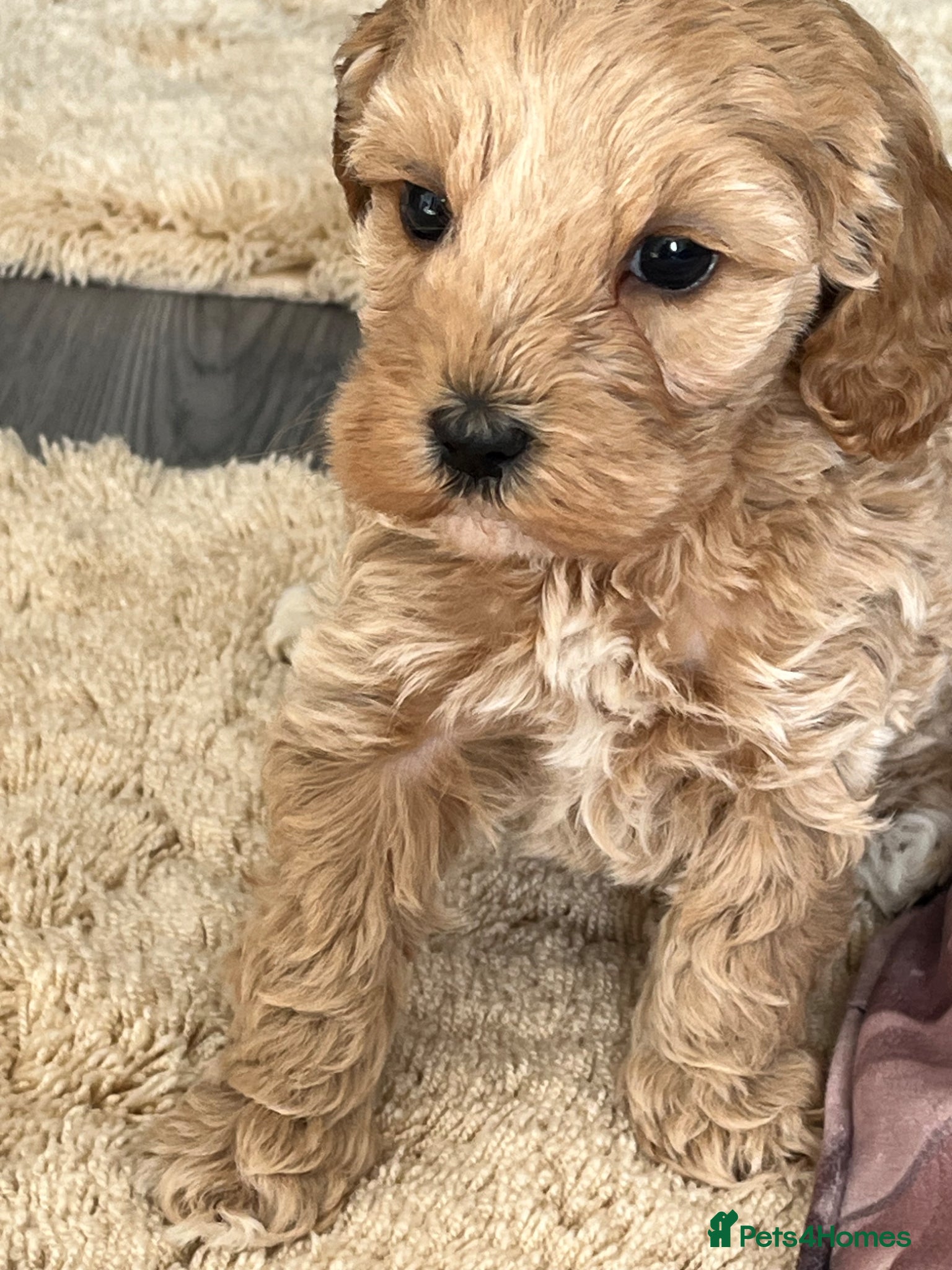 Cockapoo dogs Toy cockapoo’s  - Advert 3