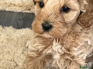 Cockapoo dogs Toy cockapoo’s - Advert 3