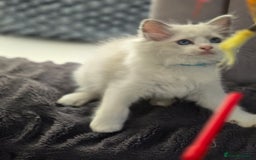 Ragdoll cats for sale: Ragdoll Kittens  - Advert 26