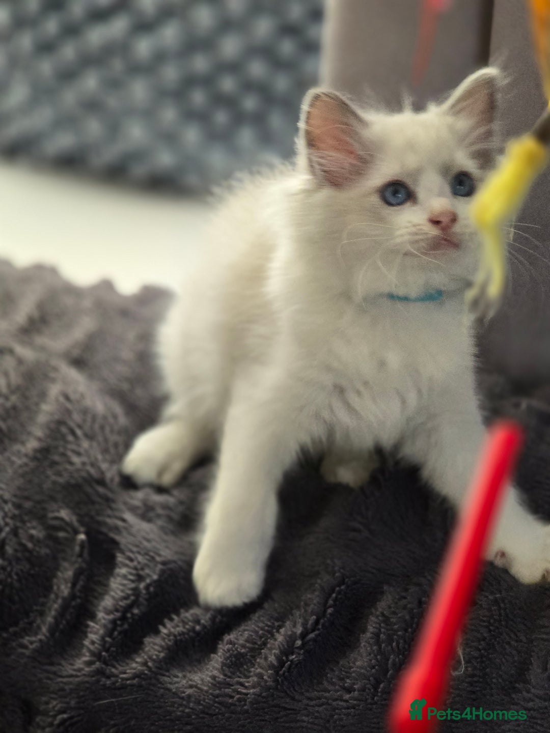 Ragdoll cats for sale: Ragdoll Kittens  - Advert 26