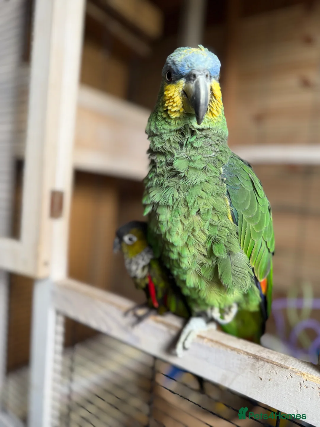 Parrots birds for sale: Orange winged Amazon black capped conure - Advert 1