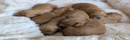Cavapoo dogs for sale: 🌟 F1 Cavapoo Puppies –  Health Tested Parents in Wisbech - Advert 13
