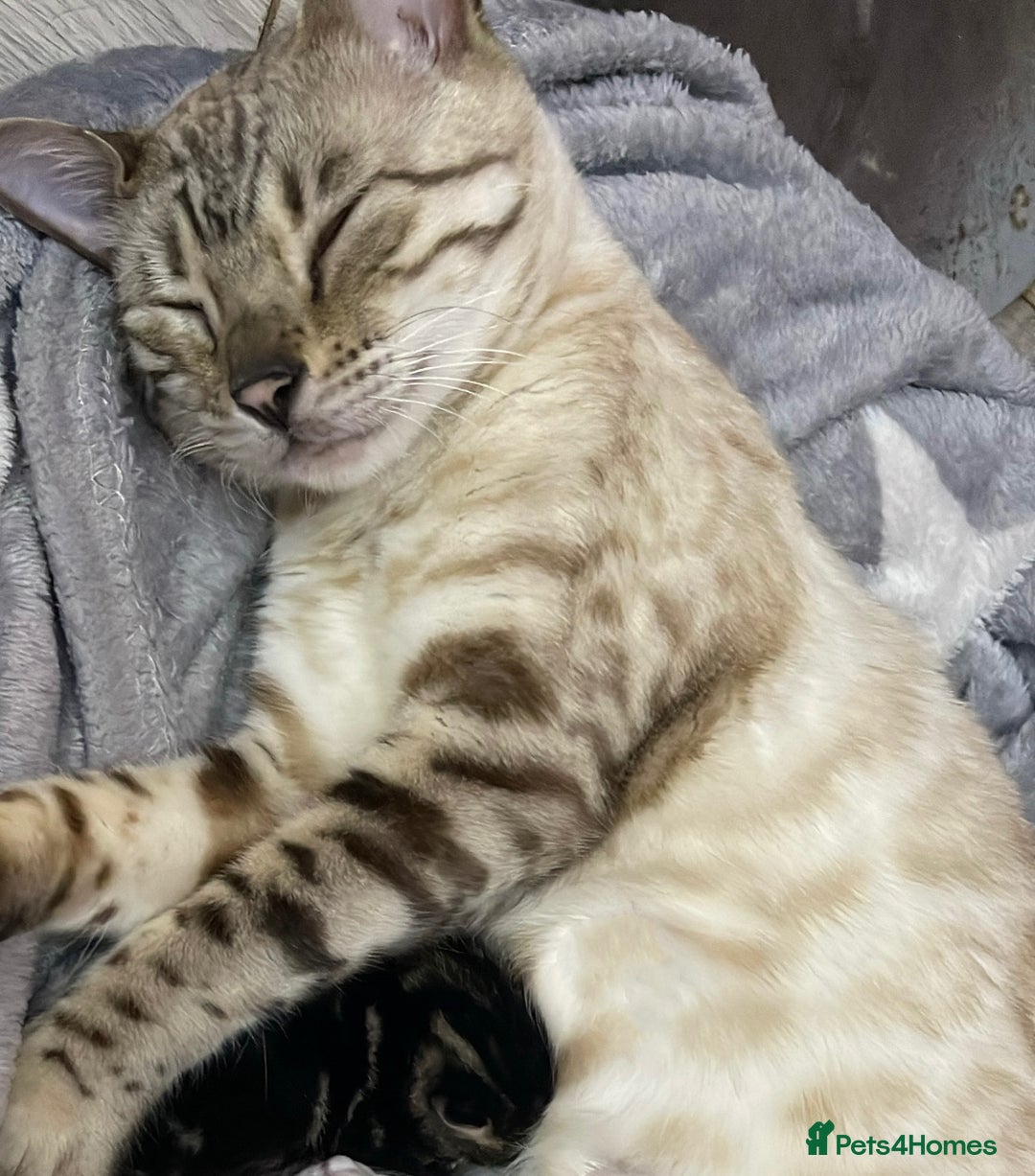 Mixed Breed cats for sale: Rare black blue eye bengal kittens - Image 8