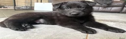 German Shepherd dogs for sale: Fully health tested German shepherd Puppies. - Advert 3