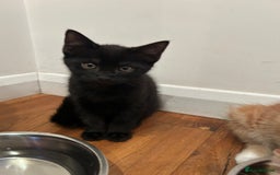 Domestic Shorthair cats for sale: Three beautiful kittens for new homes - Image 2