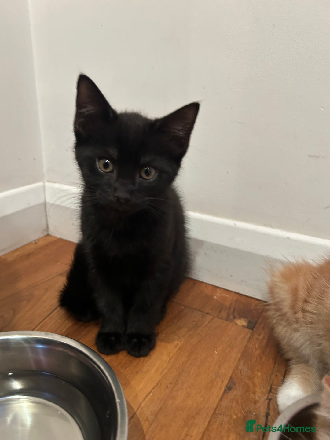 Domestic Shorthair cats for sale: Three beautiful kittens for new homes - Image 2