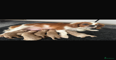 Cavapoo dogs - Advert 8