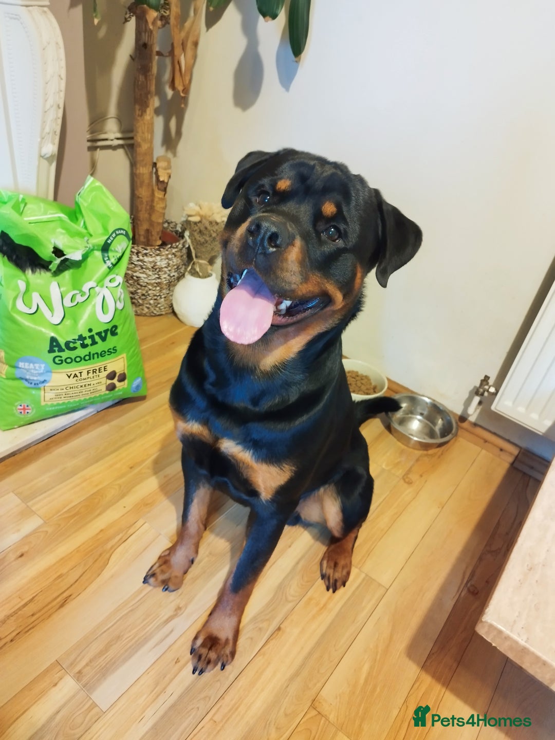 Rottweiler dogs for stud: German Rottweiler For Stud - Image 2