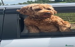 Cockapoo dogs for sale: Beautiful Cockapoo Puppies for Sale  - Image 4