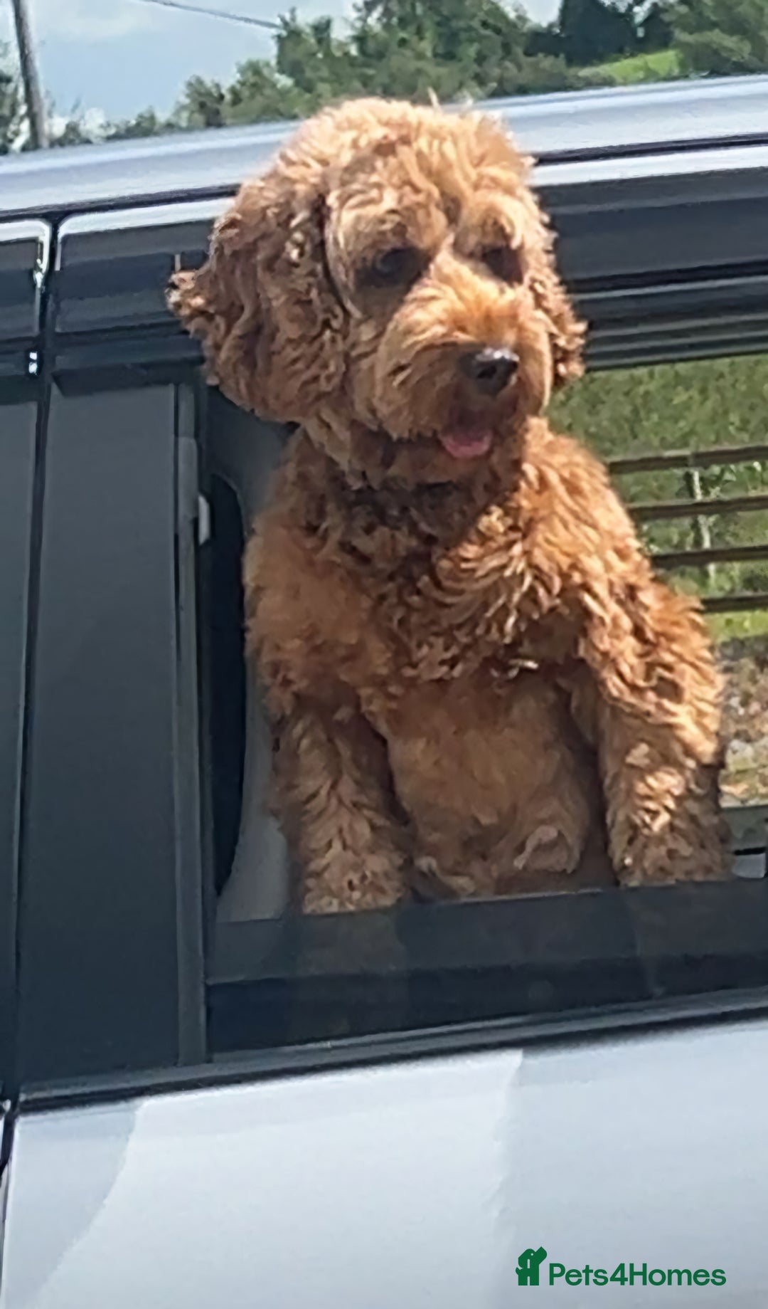 Cockapoo dogs for sale: Beautiful Cockapoo Puppies for Sale  - Image 4