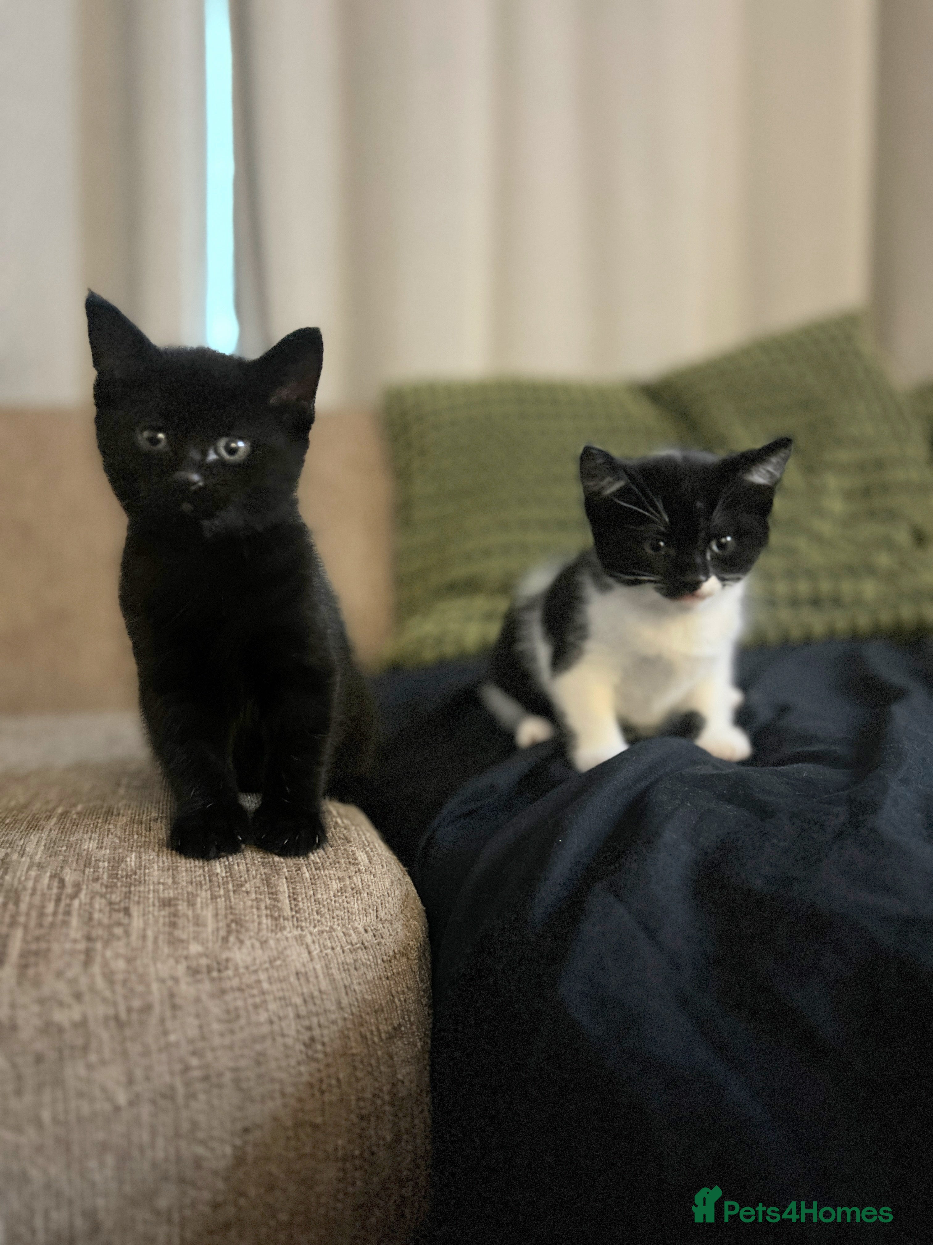 Mixed Breed cats Bonded Pair of Male Kittens - Must Go Together - Advert 15