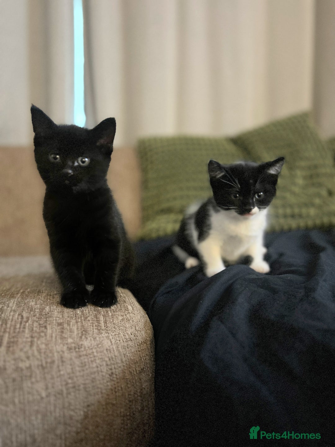 Mixed Breed cats for sale: Bonded Pair of Male Kittens - Must Go Together - Advert 1