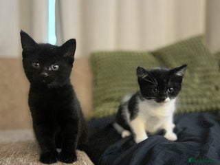 Mixed Breed cats Bonded Pair of Male Kittens - Must Go Together - Advert 1