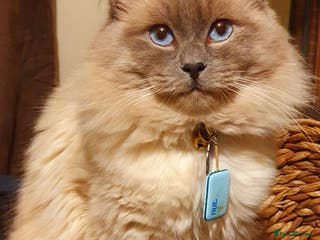 Ragdoll cats *stud*Gccf & tica entire active bluepoint ragdoll in Oldham - Advert 7