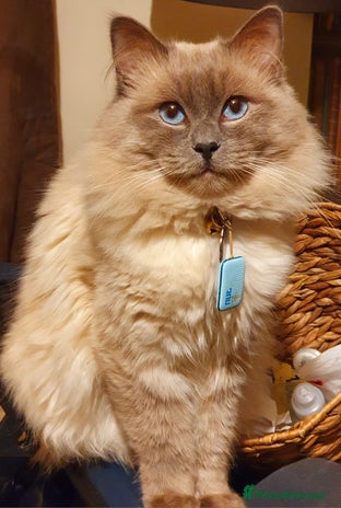 Ragdoll cats in Oldham - Advert 12
