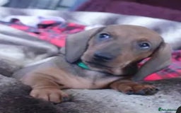 Dachshund dogs for sale: ❤️Super quality. Fully vaccinated and ready now❤️  - Image 7