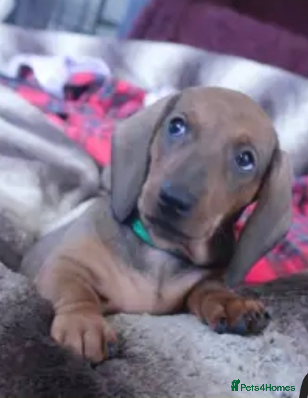 Dachshund dogs for sale: ❤️Super quality. Fully vaccinated and ready now❤️  - Image 7