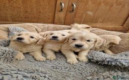 Golden Retriever dogs for sale: GOLDEN RETRIEVER PUPPIES BRED FOR TEMPERAMENT - Advert 2