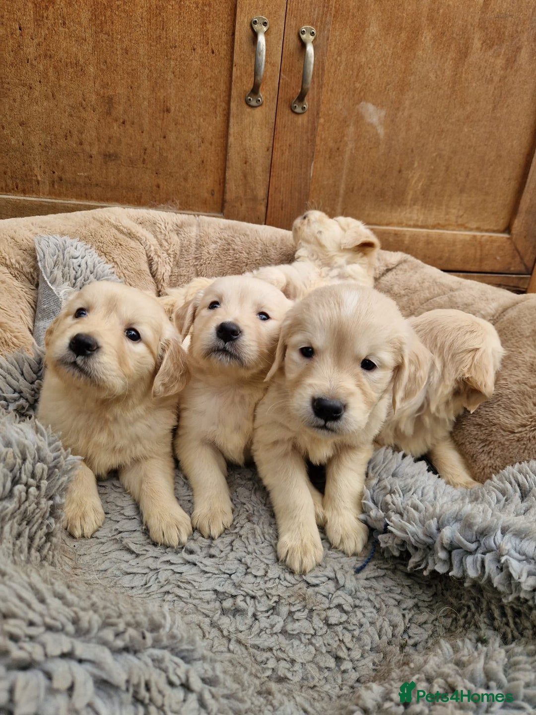 Golden Retriever dogs for sale: GOLDEN RETRIEVER PUPPIES BRED FOR TEMPERAMENT - Advert 2