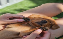 Labrador Retriever dogs for sale: Fox Red Labrador Retriever KC Registered puppies in Wetherby - Image 5