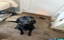 Goldador dogs for sale: 5 males 5 weeks old - Image 7