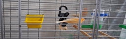 Canaries birds for sale: Canaries breeding pair with babies  - Advert 7