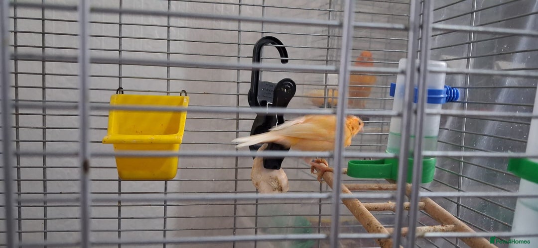 Canaries birds for sale: Canaries breeding pair with babies  - Advert 7