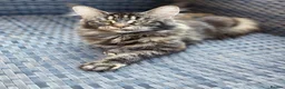 Maine Coon cats for sale: Cream Maine coon girl  - Advert 1