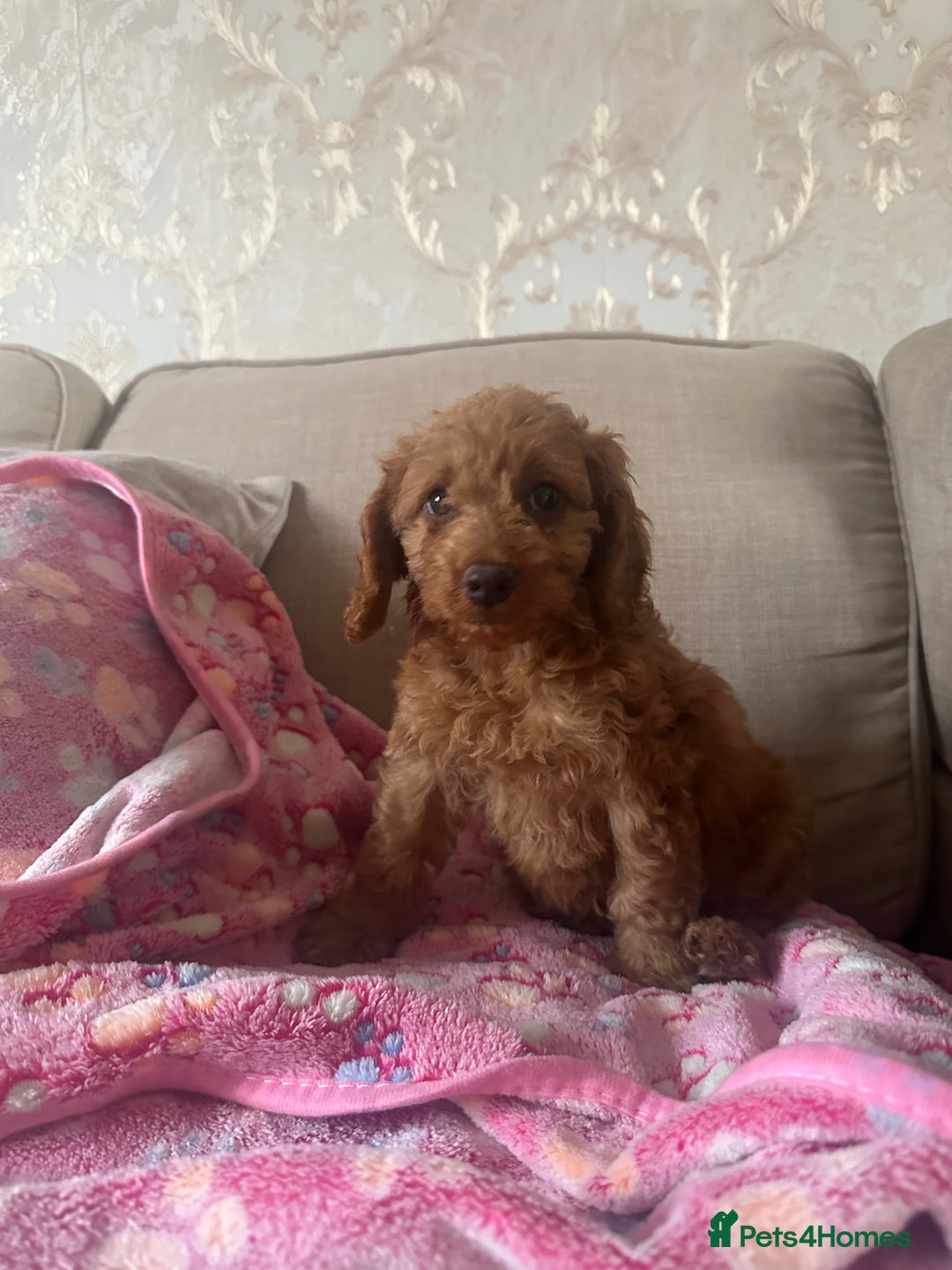 Cockapoo dogs for sale: READY NOW red cockapoos  - Image 10