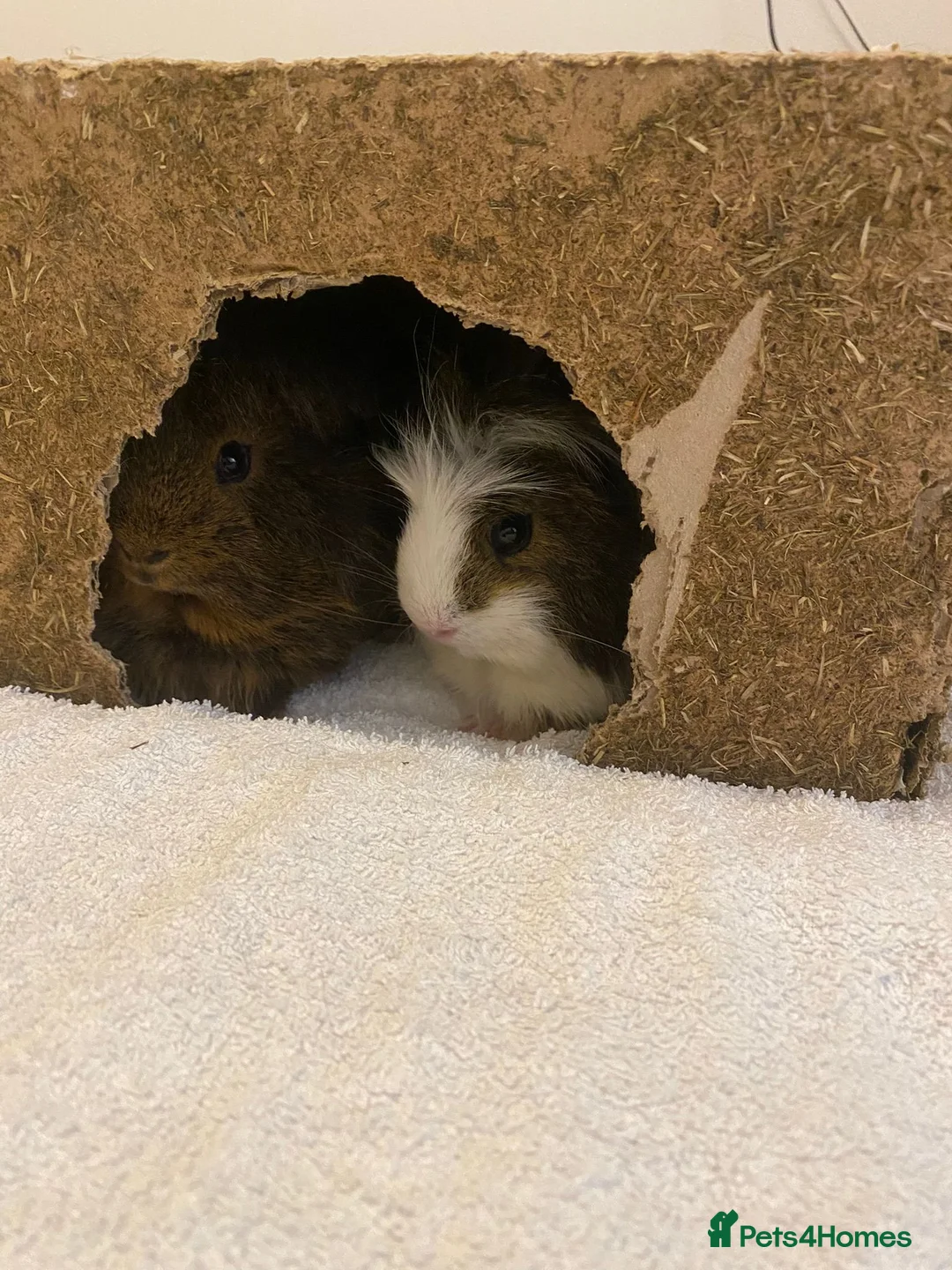 Guinea Pig rodents for sale: 2 guinea pigs  in Wallsend - Advert 6