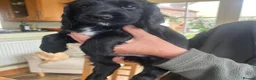 Cocker Spaniel dogs for sale: Strong bold WCS pups Excellent FTCH Pedigree  - Advert 4