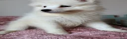 Samoyed dogs for sale: Exceptional Crufts-Line Samoyeds | Health Tested - Advert 20